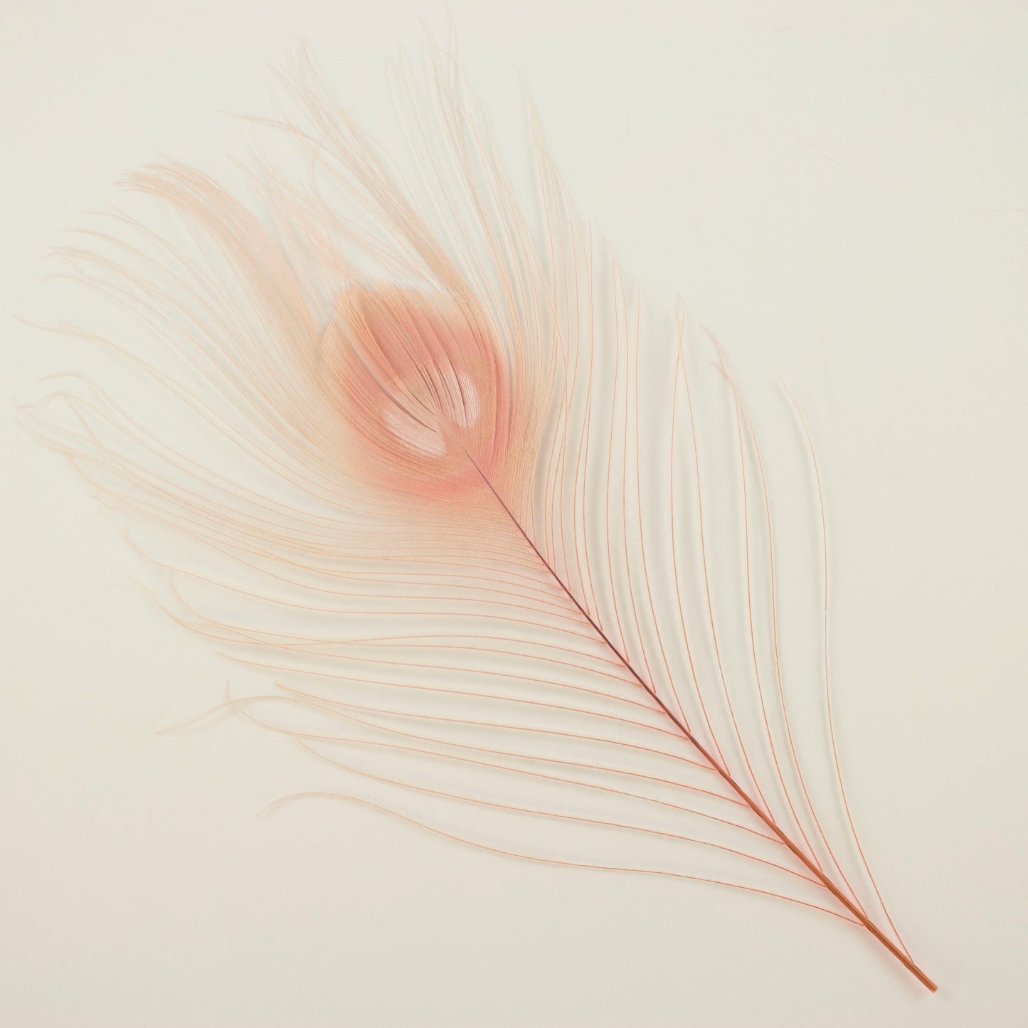 Peacock Feathers | 8-15" Tail Eyes | Candy Pink | 25pc