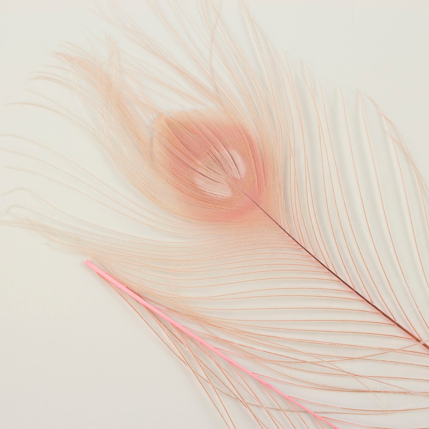 Peacock Feathers | 8-15" Tail Eyes | Candy Pink | 5pc