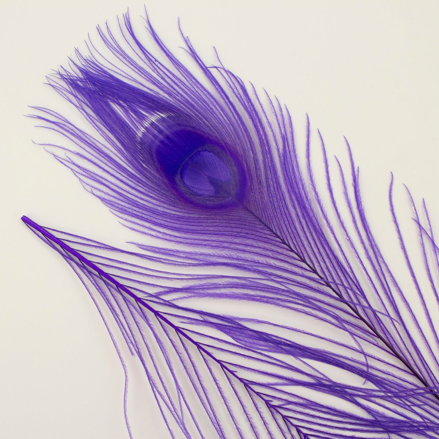 Peacock Feathers | 8-15" Tail Eyes | Fluorescent Lilac | 5pc