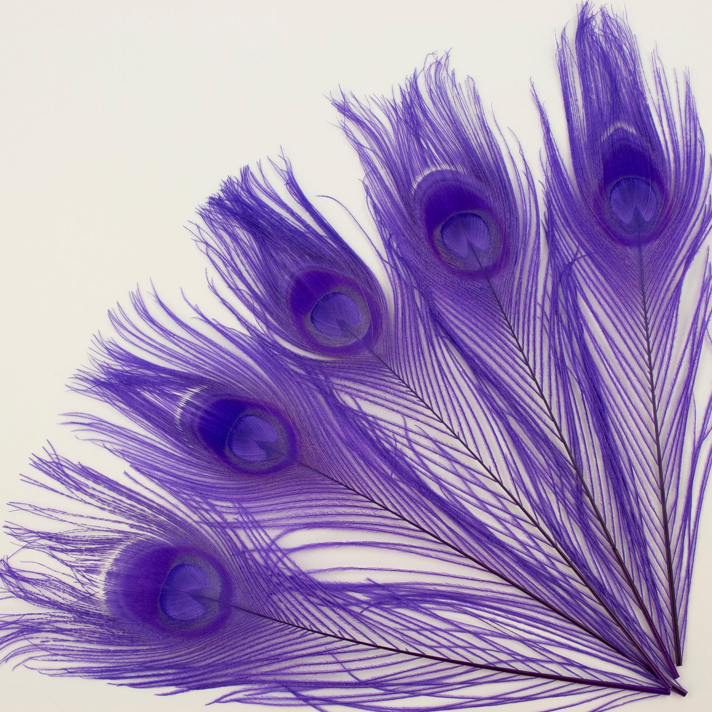 Peacock Feathers | 8-15" Tail Eyes | Fluorescent Lilac | 5pc