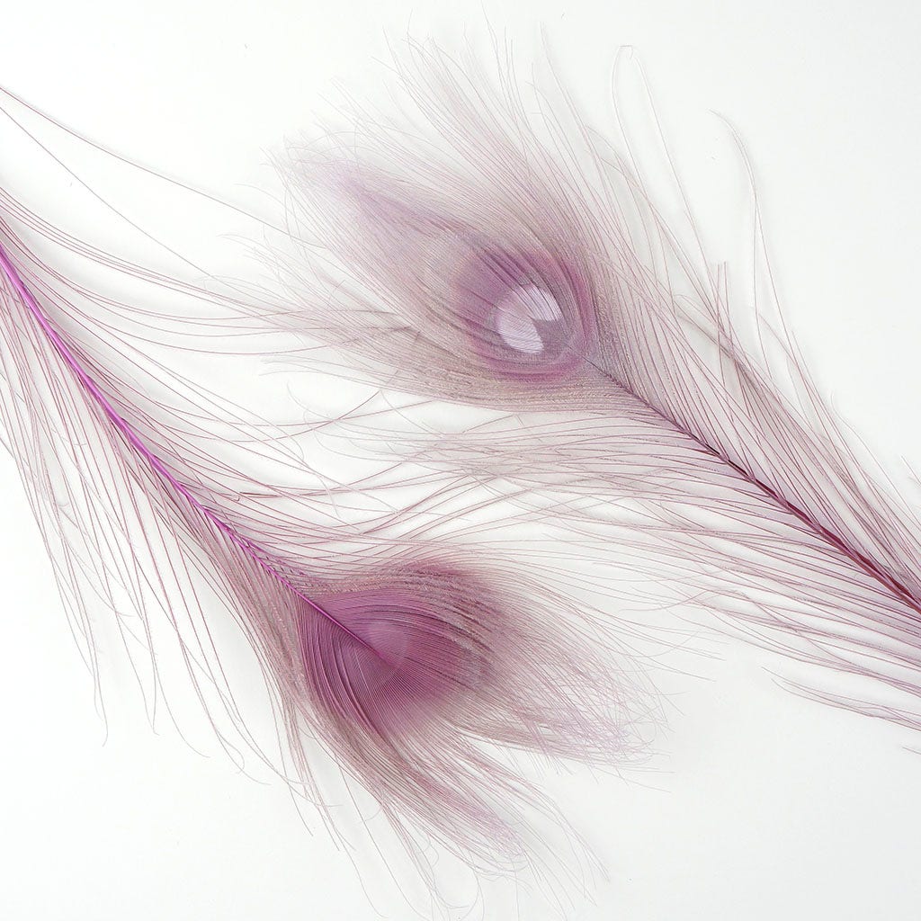 Peacock Feather Eyes Bleached & Dyed Orchid