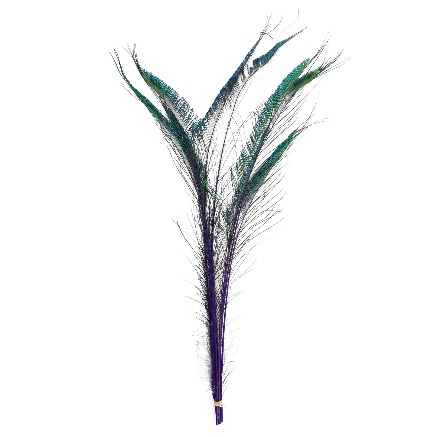 Peacock Swords Stem Dyed - Regal