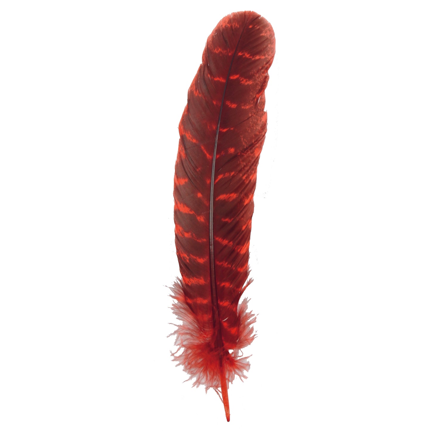 Barred Turkey Quills - Right Wing - 8-12 Inch - 12 pc - Hot Red