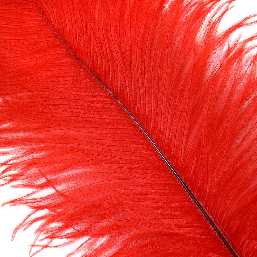 Large Ostrich Feathers - 17"+ Drabs - Red