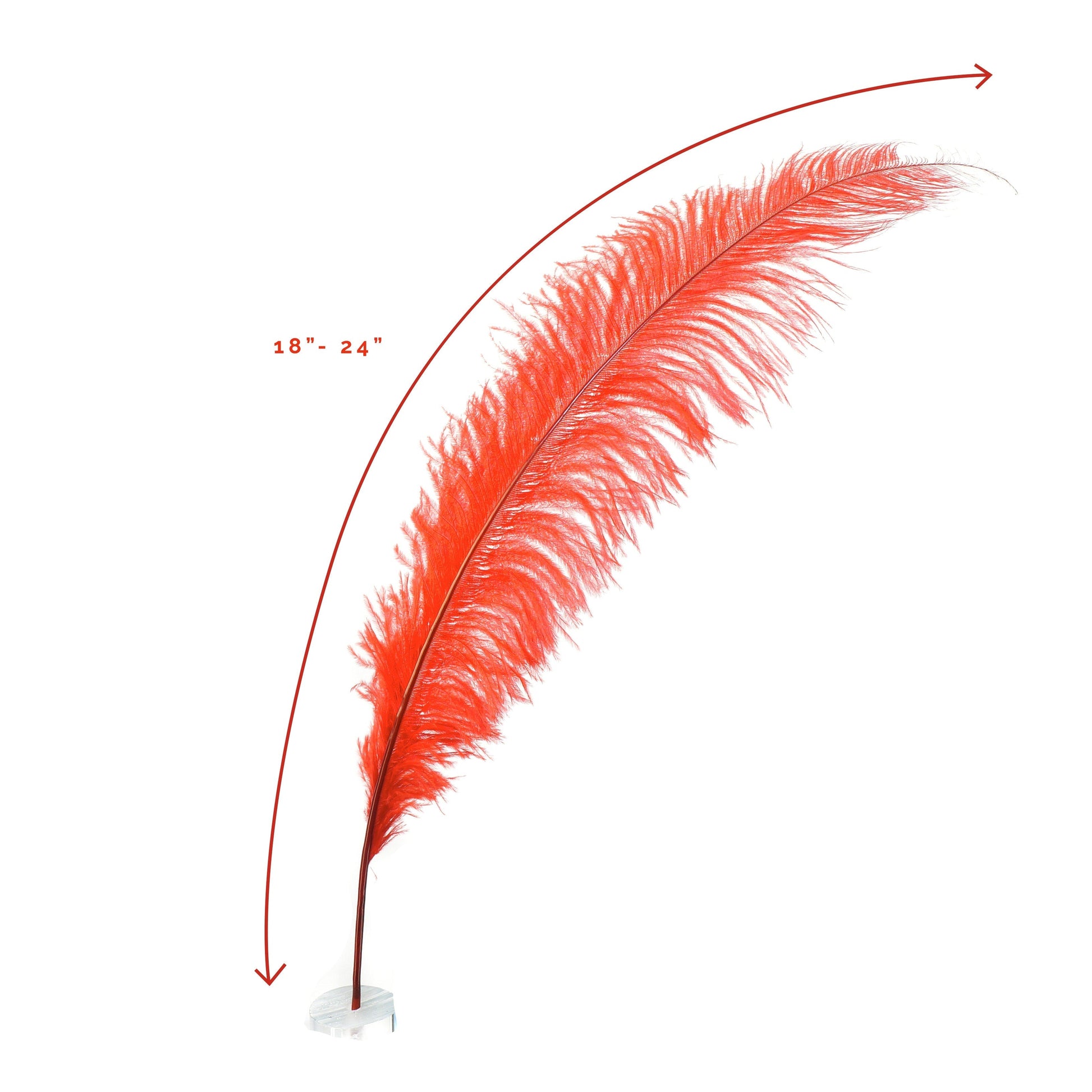 White Ostrich Feather Spads Selected  Wholesale Craft Feathers – Zucker  Feather Products, Inc.