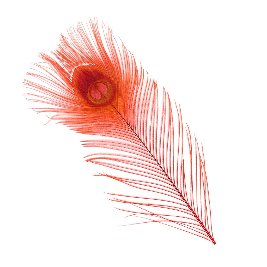 Zucker Feather Products Bleached and Dyed Peacock Eye, Shocking Pink