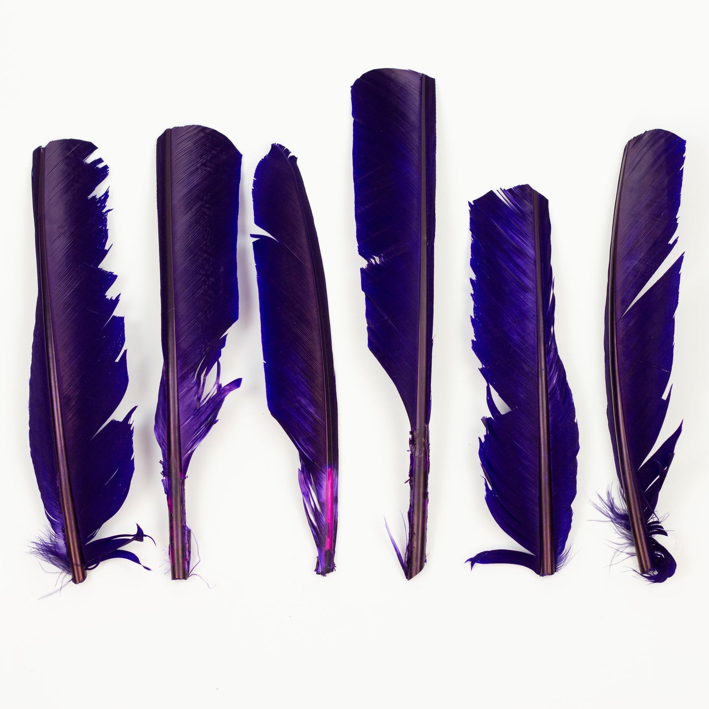 Regal Cut Turkey Pointer Feathers 8-12"