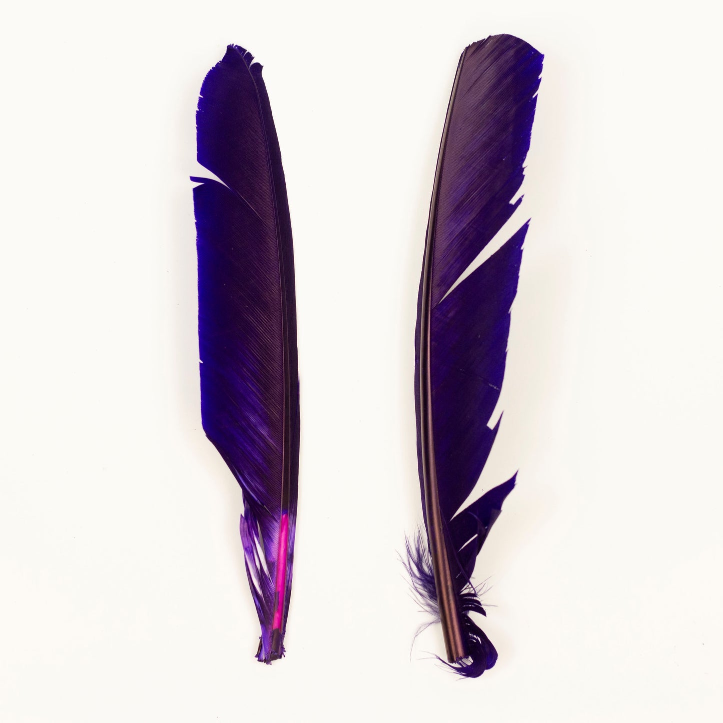 Regal Cut Turkey Pointer Feathers 8-12"