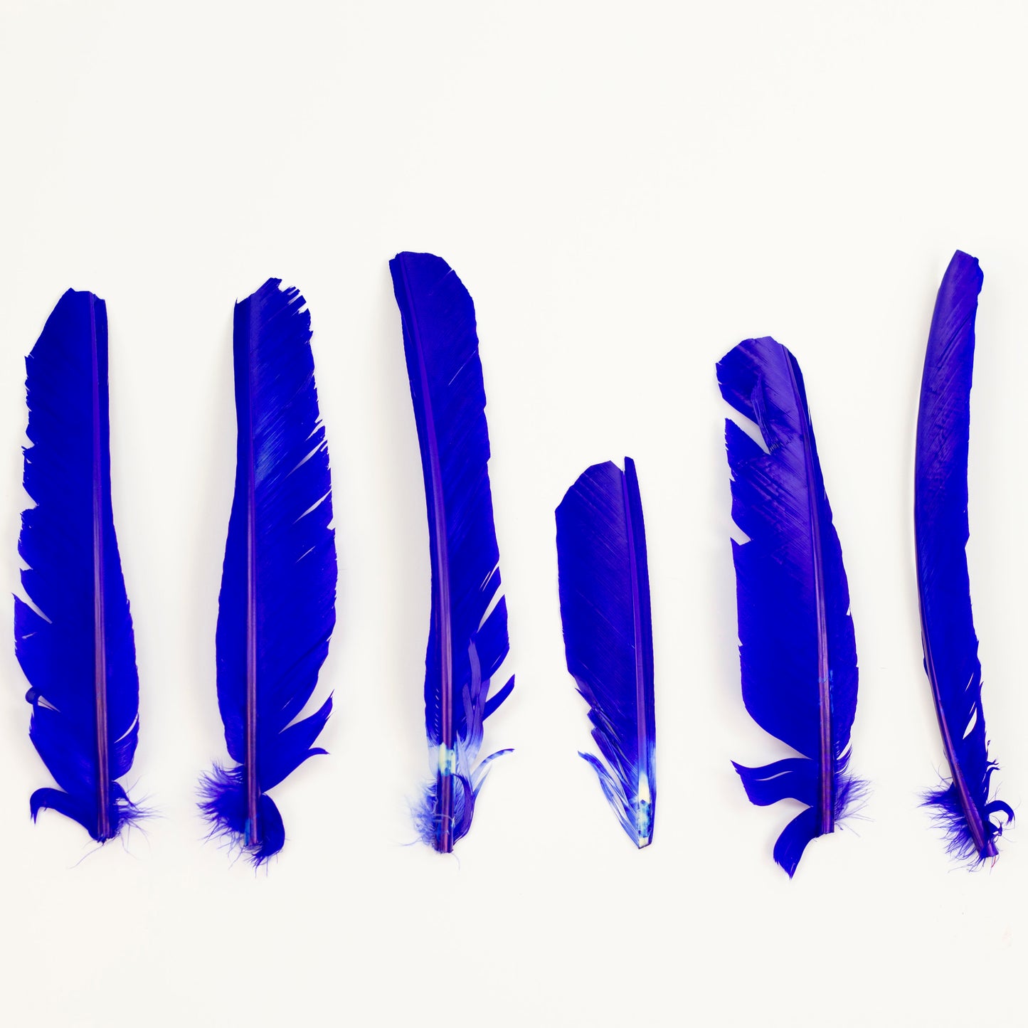 Royal Cut Turkey Pointer Feathers 8-12"