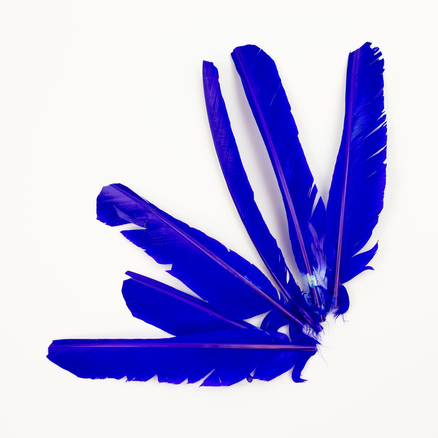 Royal Cut Turkey Pointer Feathers 8-12"