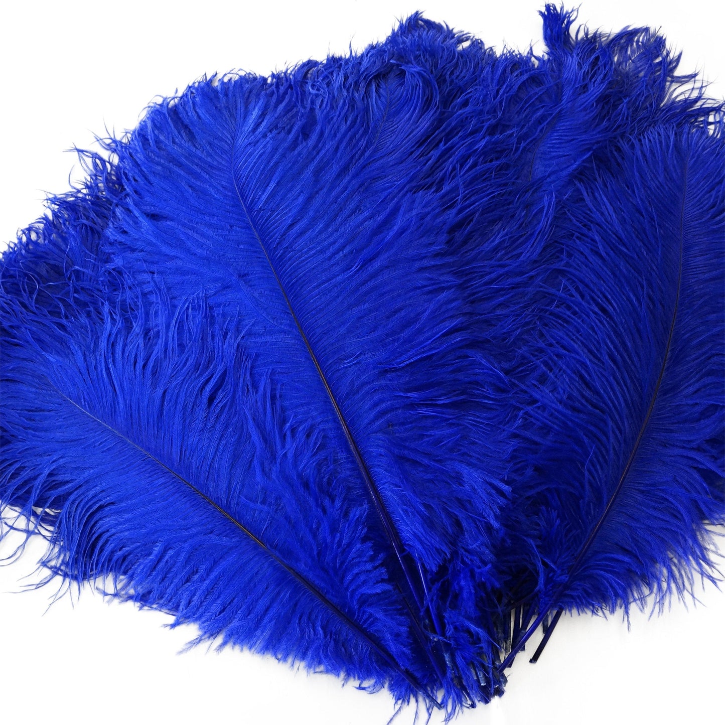 Large Ostrich Feathers - 17"+ Drabs - Royal