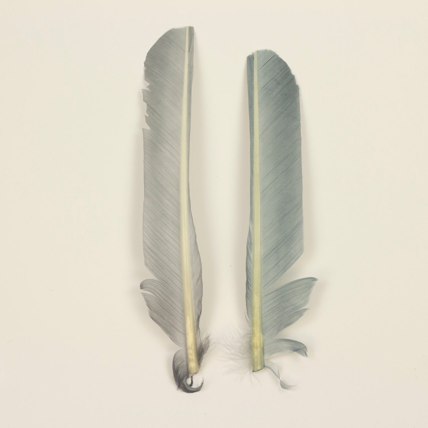 Silver Cut Turkey Pointer Feathers 8-12"