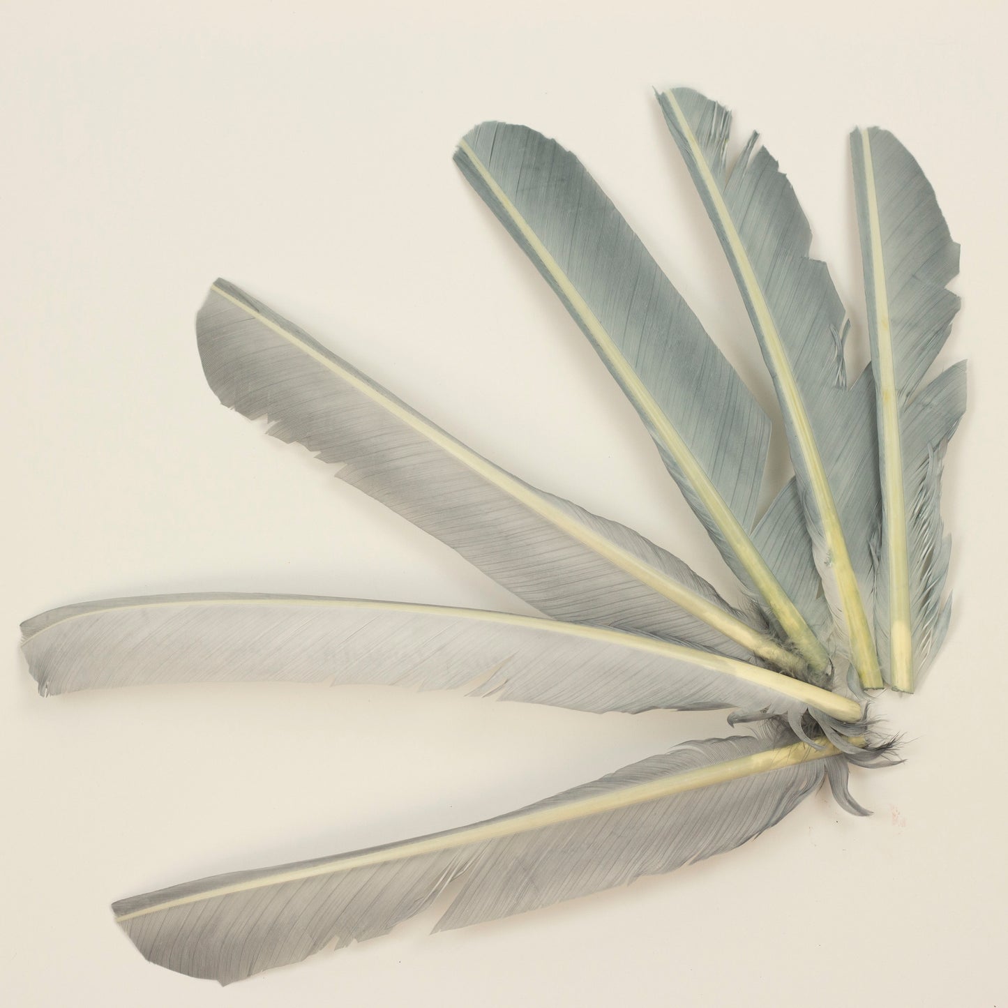 Silver Cut Turkey Pointer Feathers 8-12"