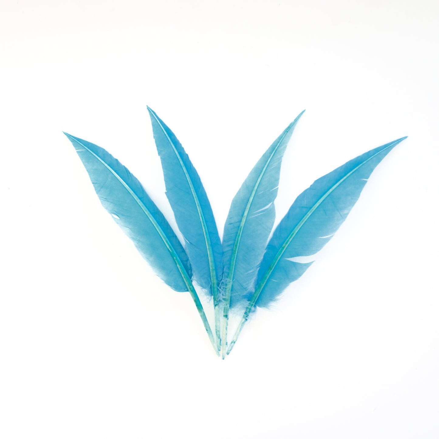 Sky Blue Dagger Turkey Quill Feathers 9-12"