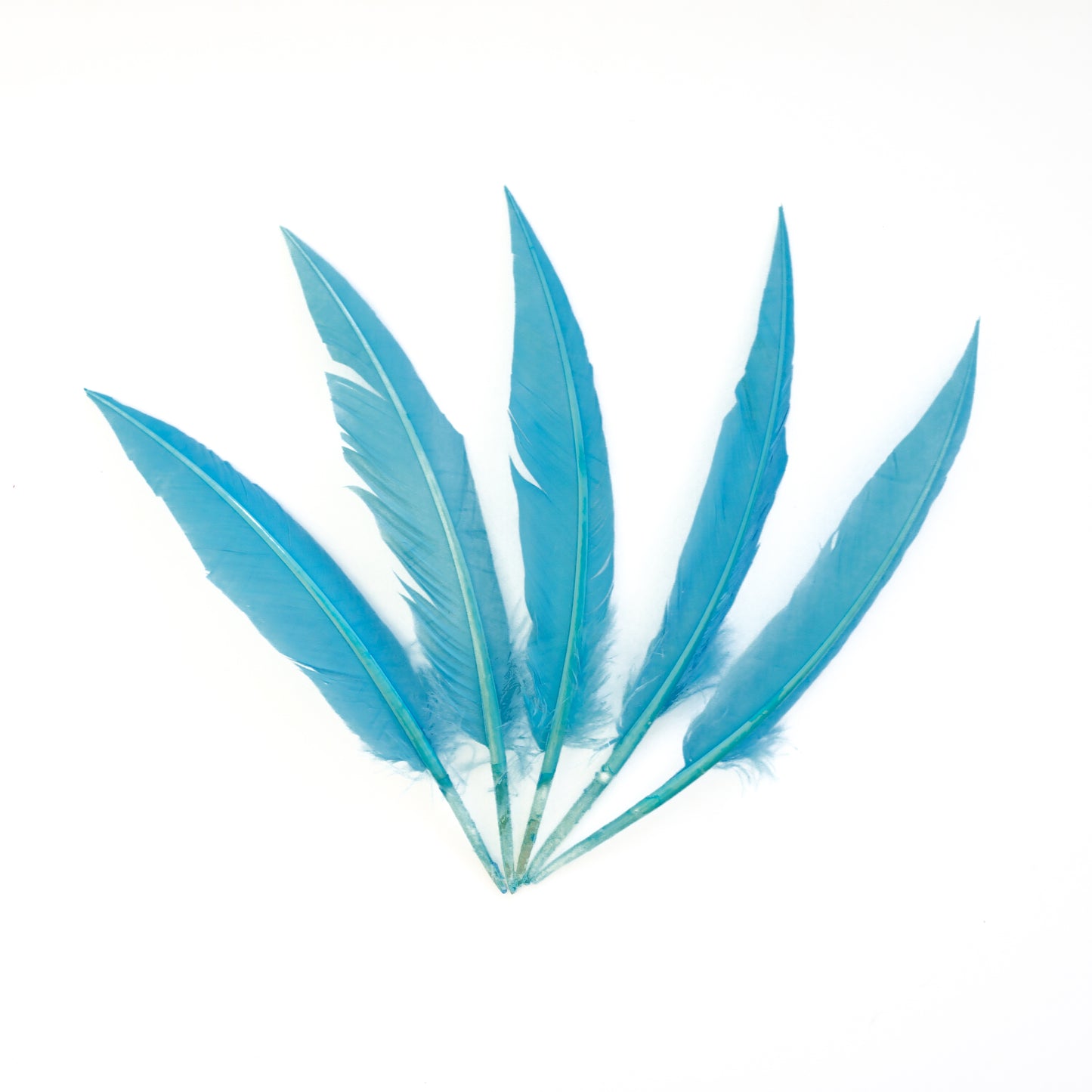 Sky Blue Dagger Turkey Quill Feathers 9-12"