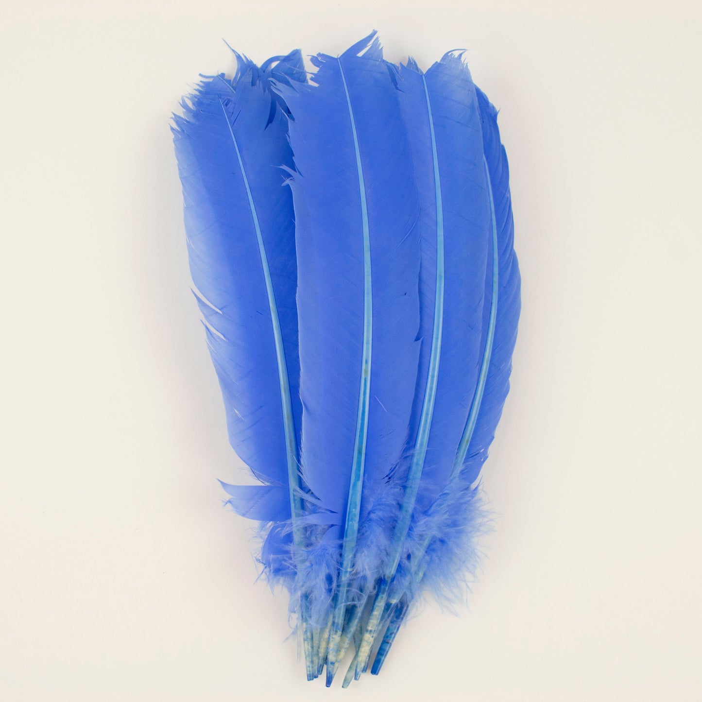 Turkey Quills Selected - Sky Blue