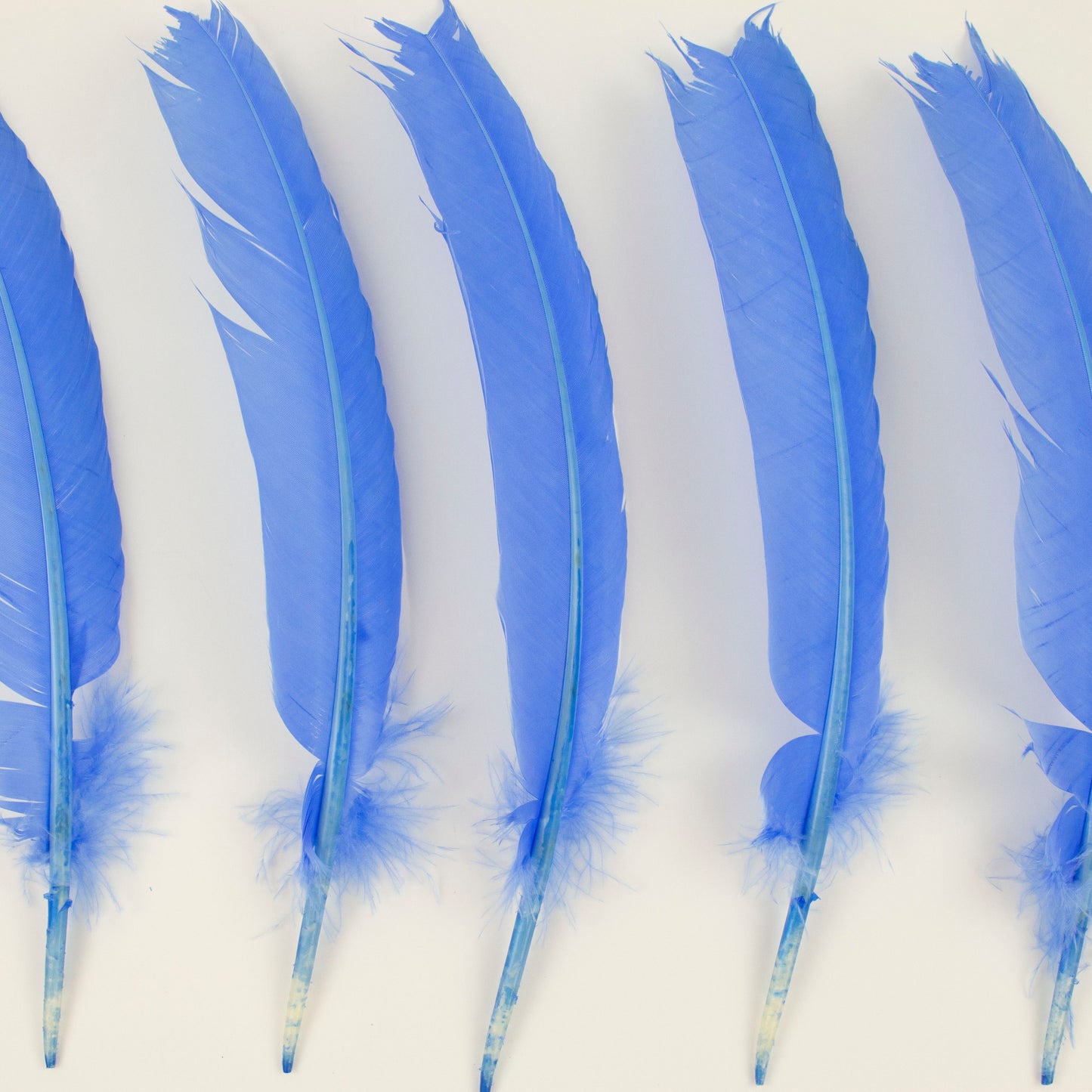 Turkey Quills Selected - Sky Blue