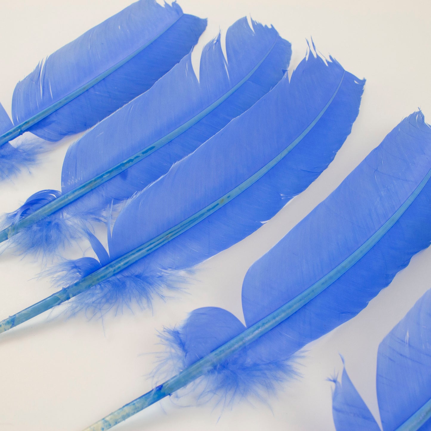 Turkey Quills Selected - Sky Blue