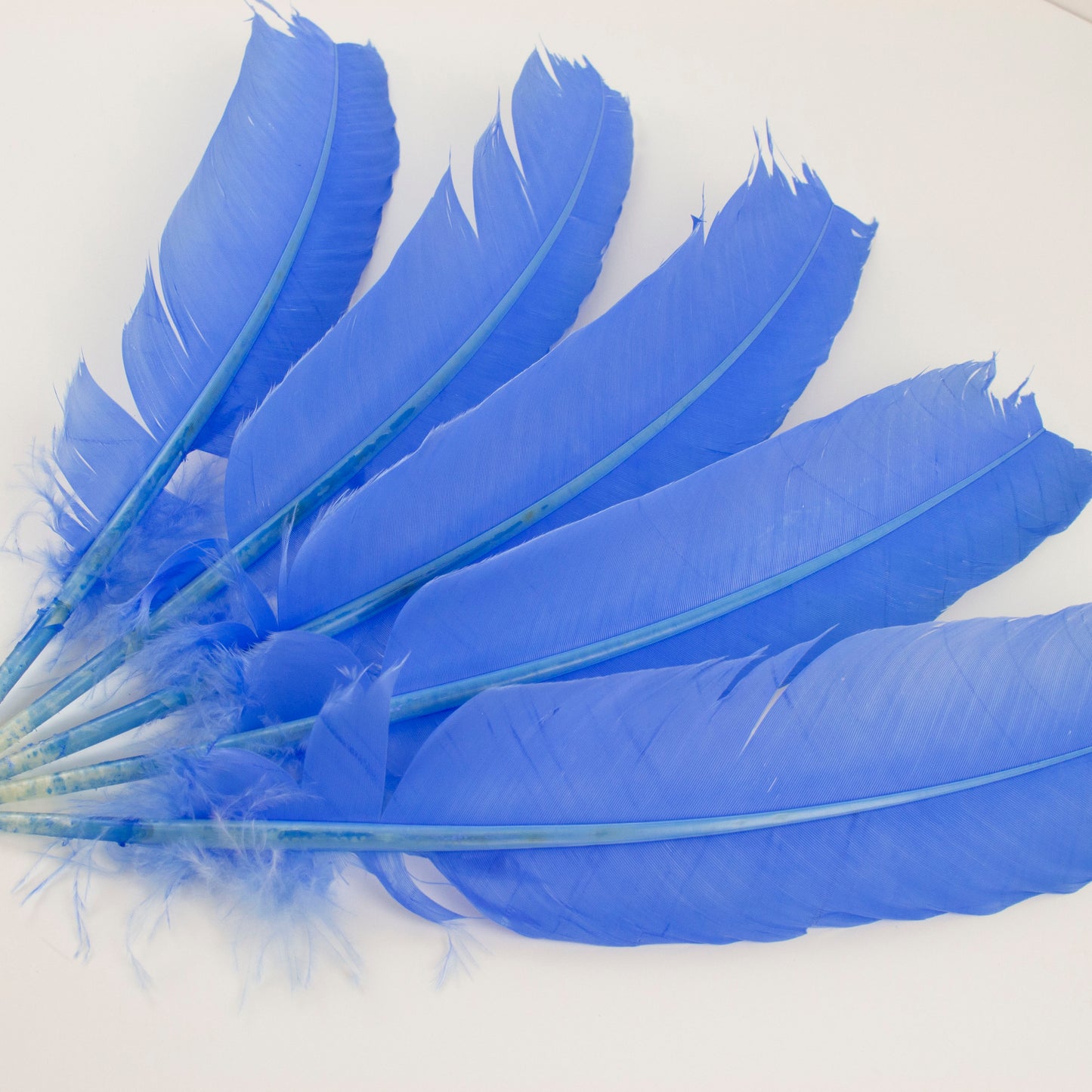 Turkey Quills Selected - Sky Blue