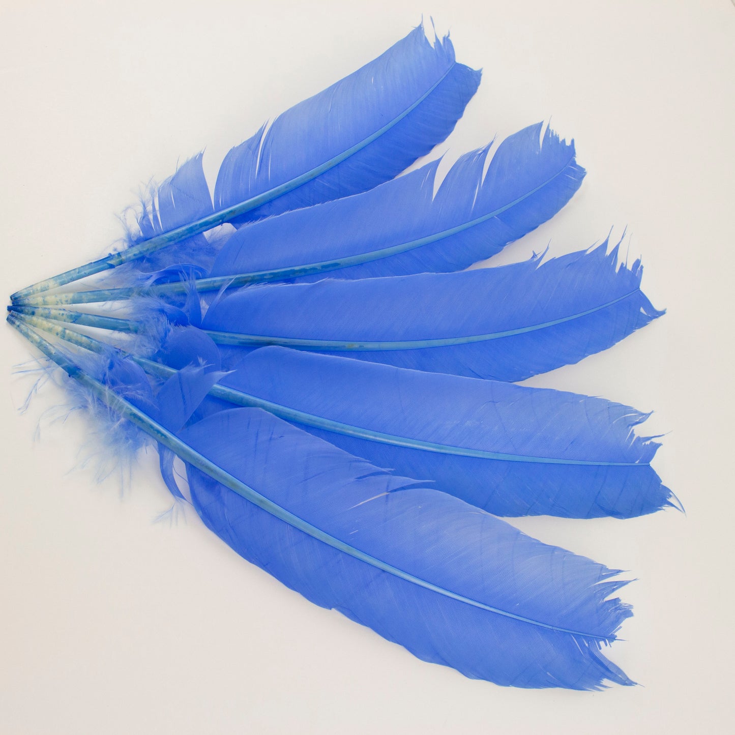 Turkey Quills Selected - Sky Blue