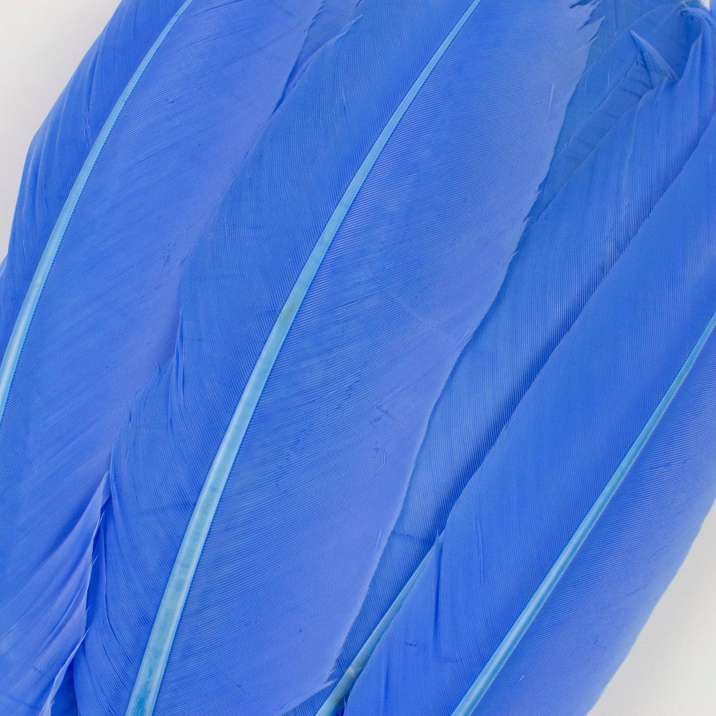 Turkey Quills Selected - Sky Blue