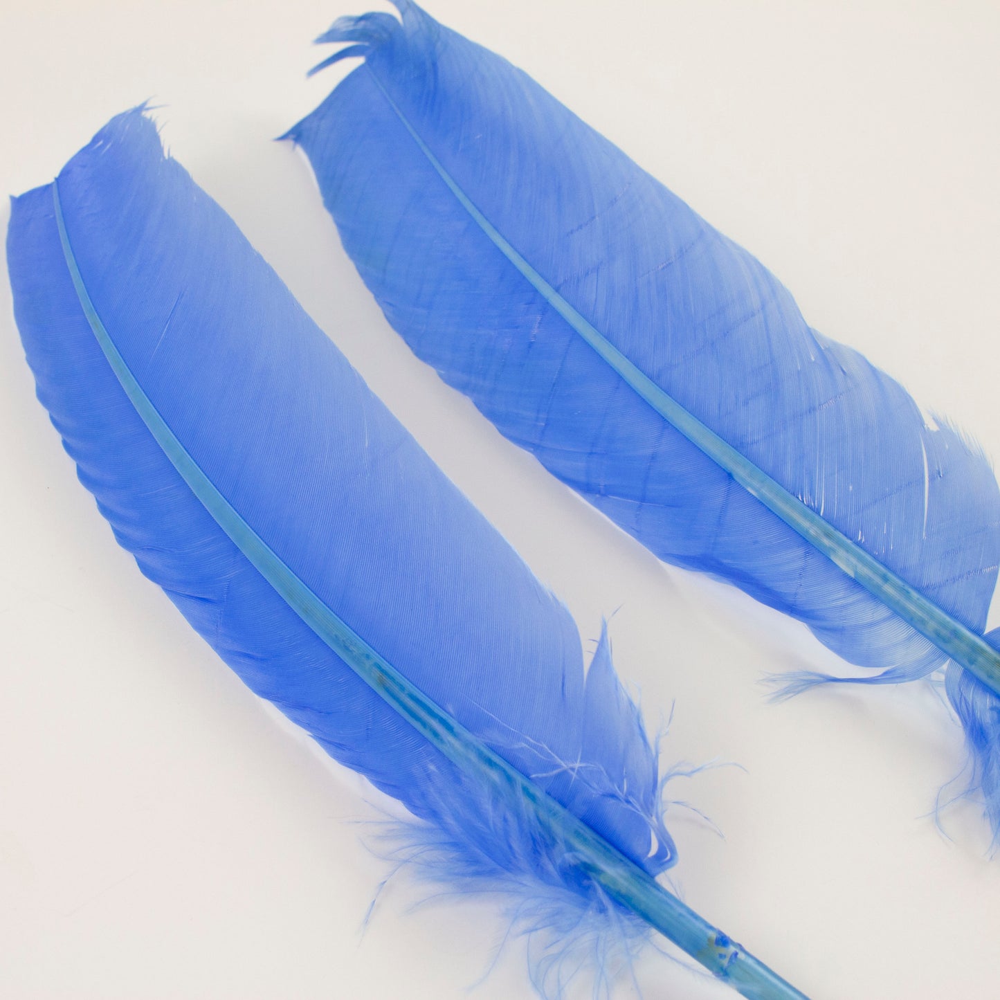 Turkey Quills Selected - Sky Blue