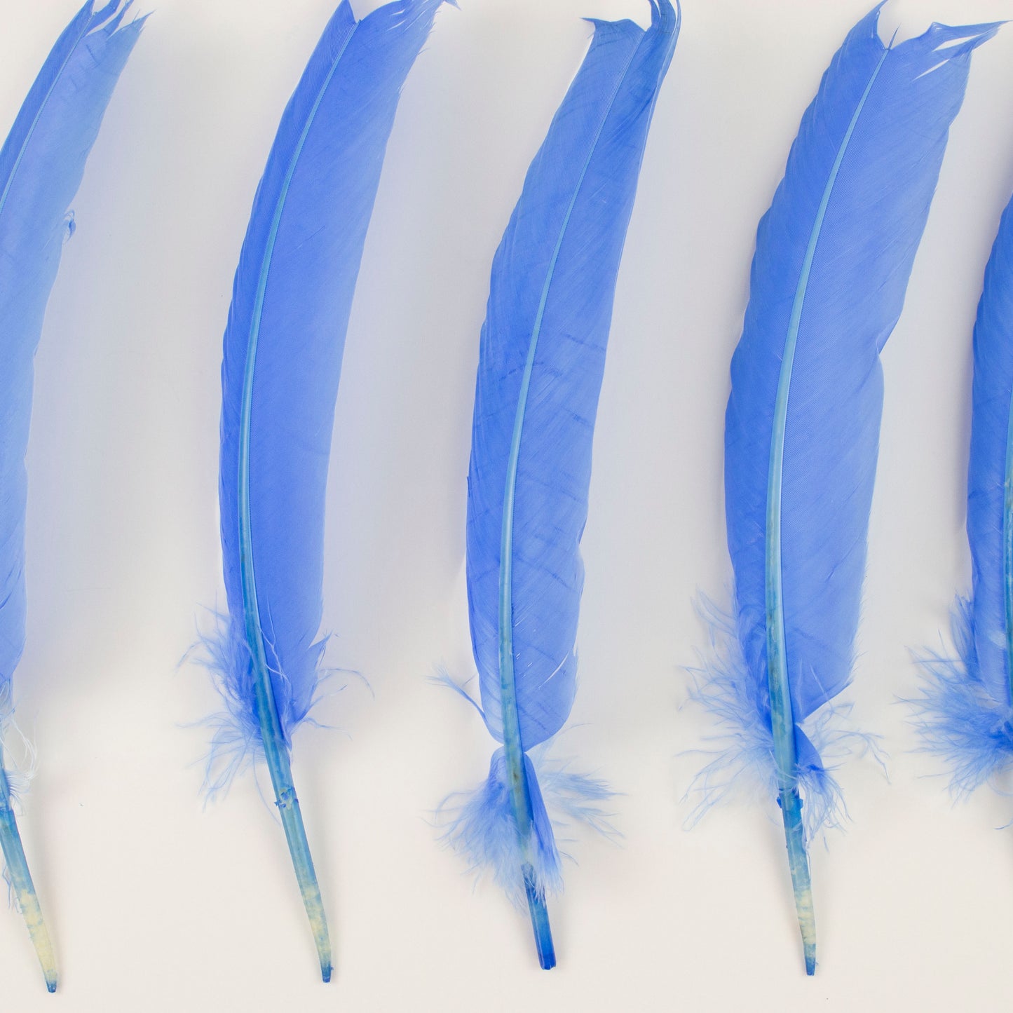 Turkey Quills Selected - Sky Blue