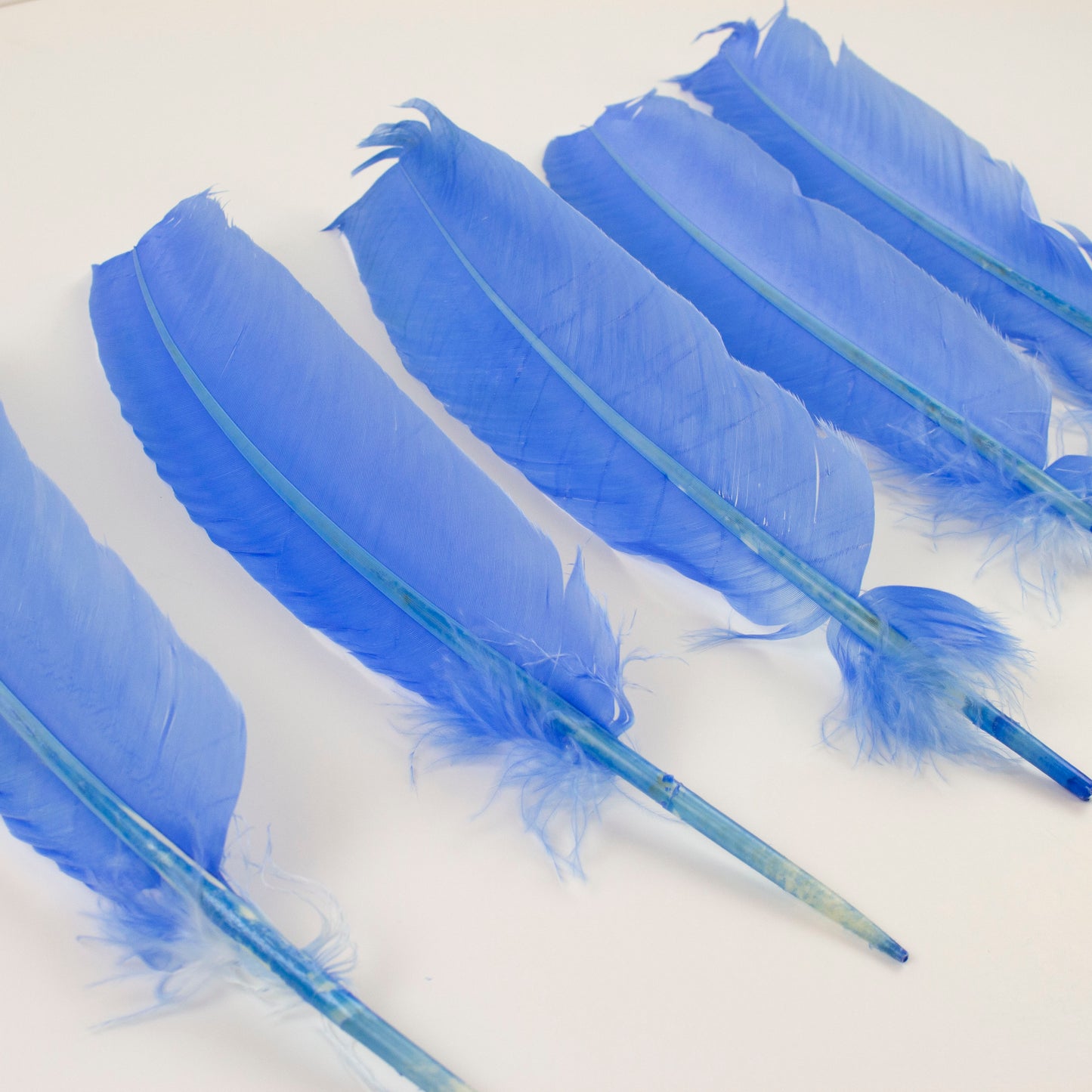 Turkey Quills Selected - Sky Blue