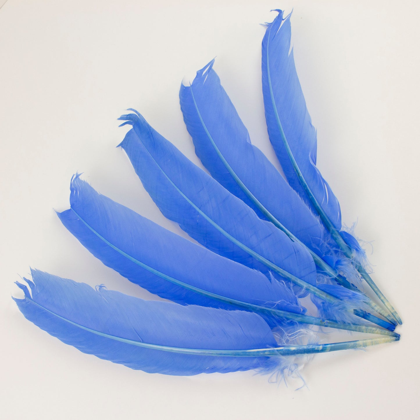 Turkey Quills Selected - Sky Blue