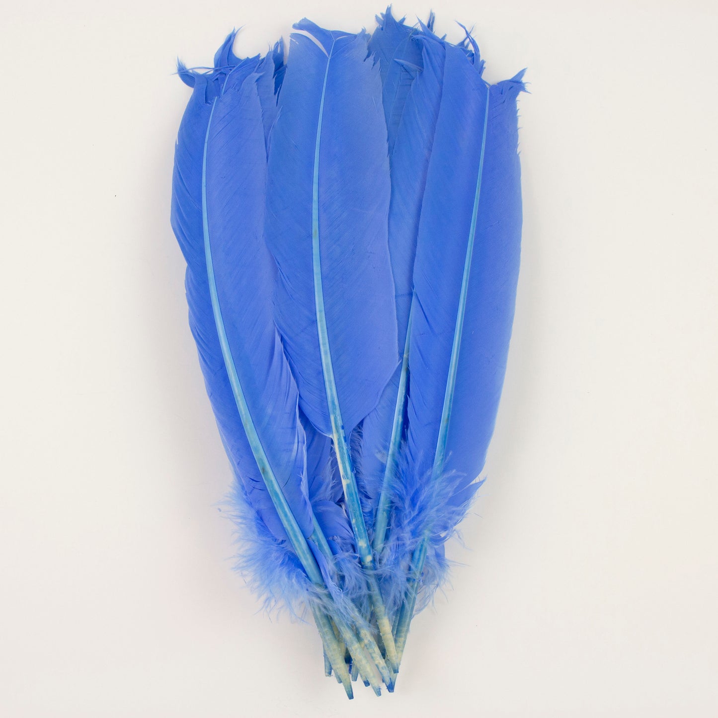 Turkey Quills Selected - Sky Blue