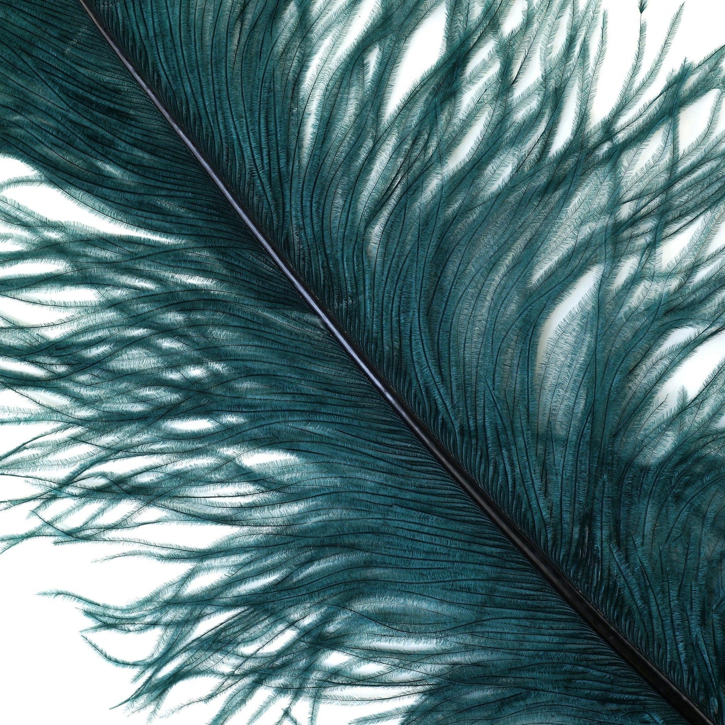 Large Ostrich Feathers - 18-24" Spads - Teal