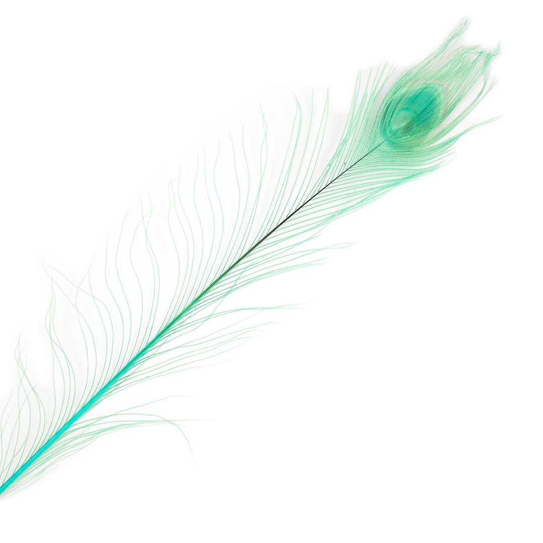 Peacock Feathers | 25-40" Tail Eyes | Light Turquoise