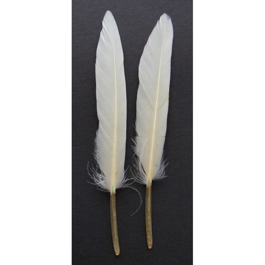 Loose Duck Cosse Dyed Feathers 3-4"  - White