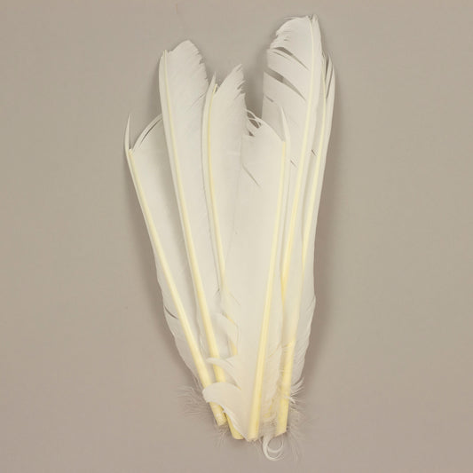 White Cut Turkey Pointer Feathers 8-12"