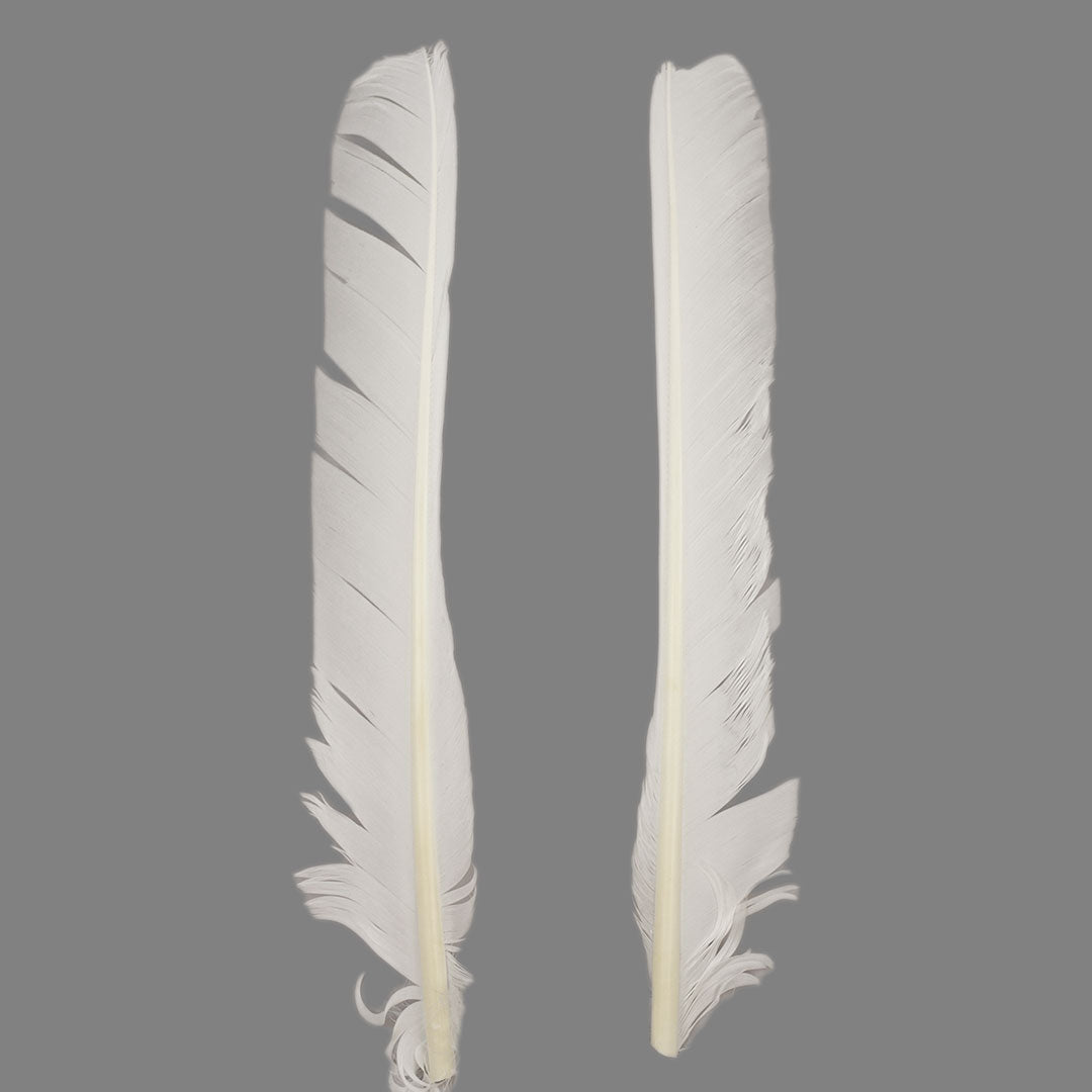White Cut Turkey Pointer Feathers 8-12"