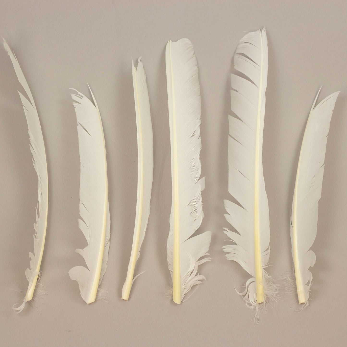 White Cut Turkey Pointer Feathers 8-12"