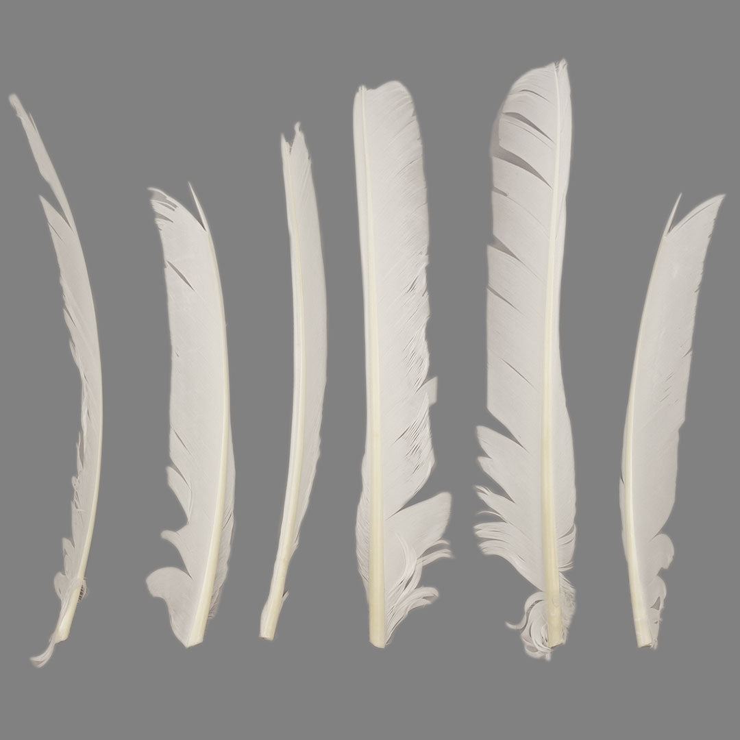 White Cut Turkey Pointer Feathers 8-12"
