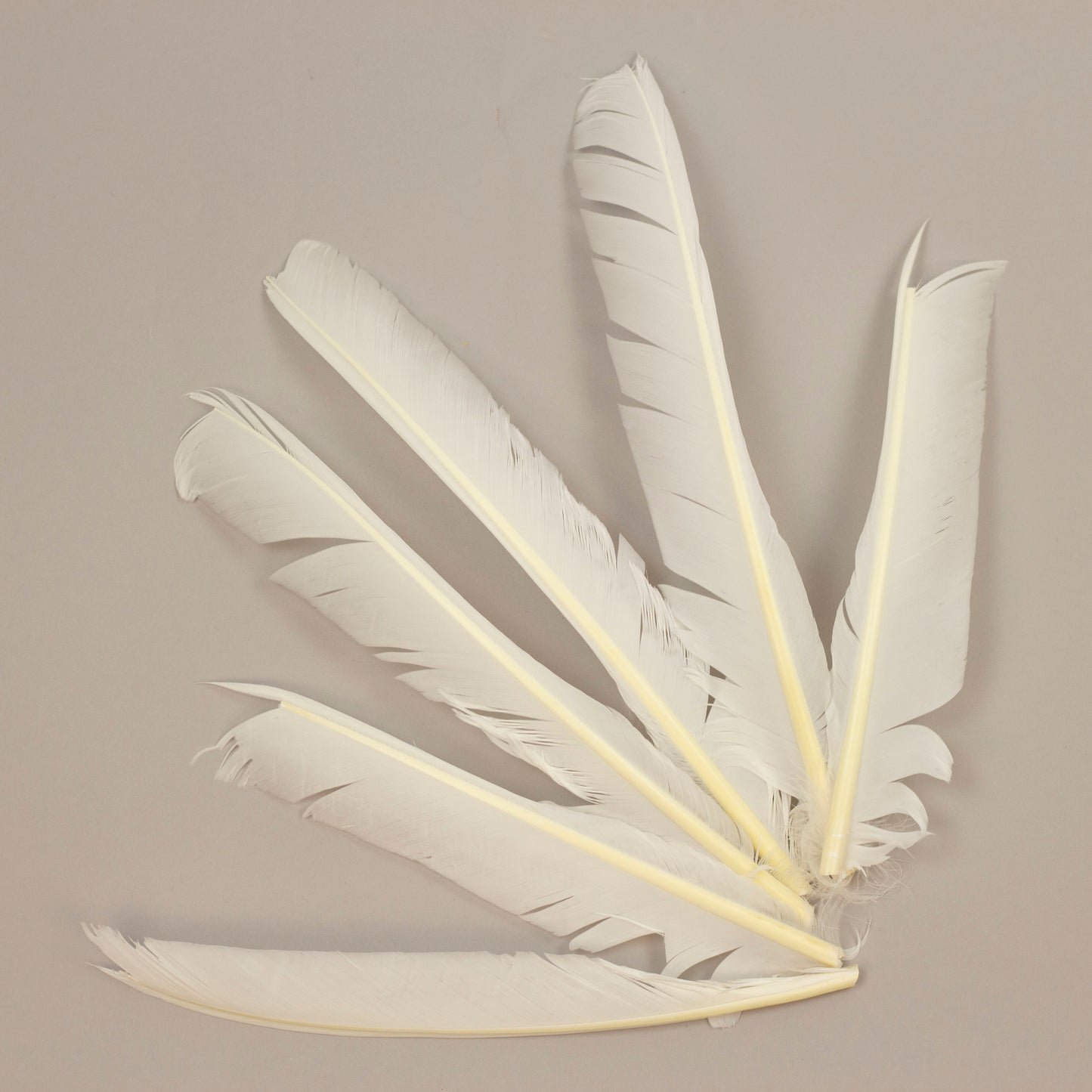 White Cut Turkey Pointer Feathers 8-12"