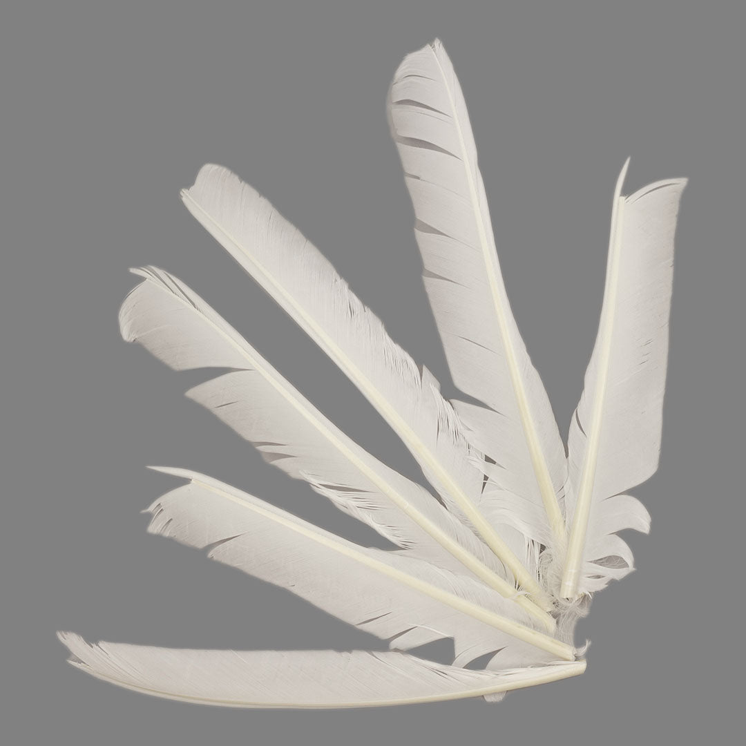White Cut Turkey Pointer Feathers 8-12"