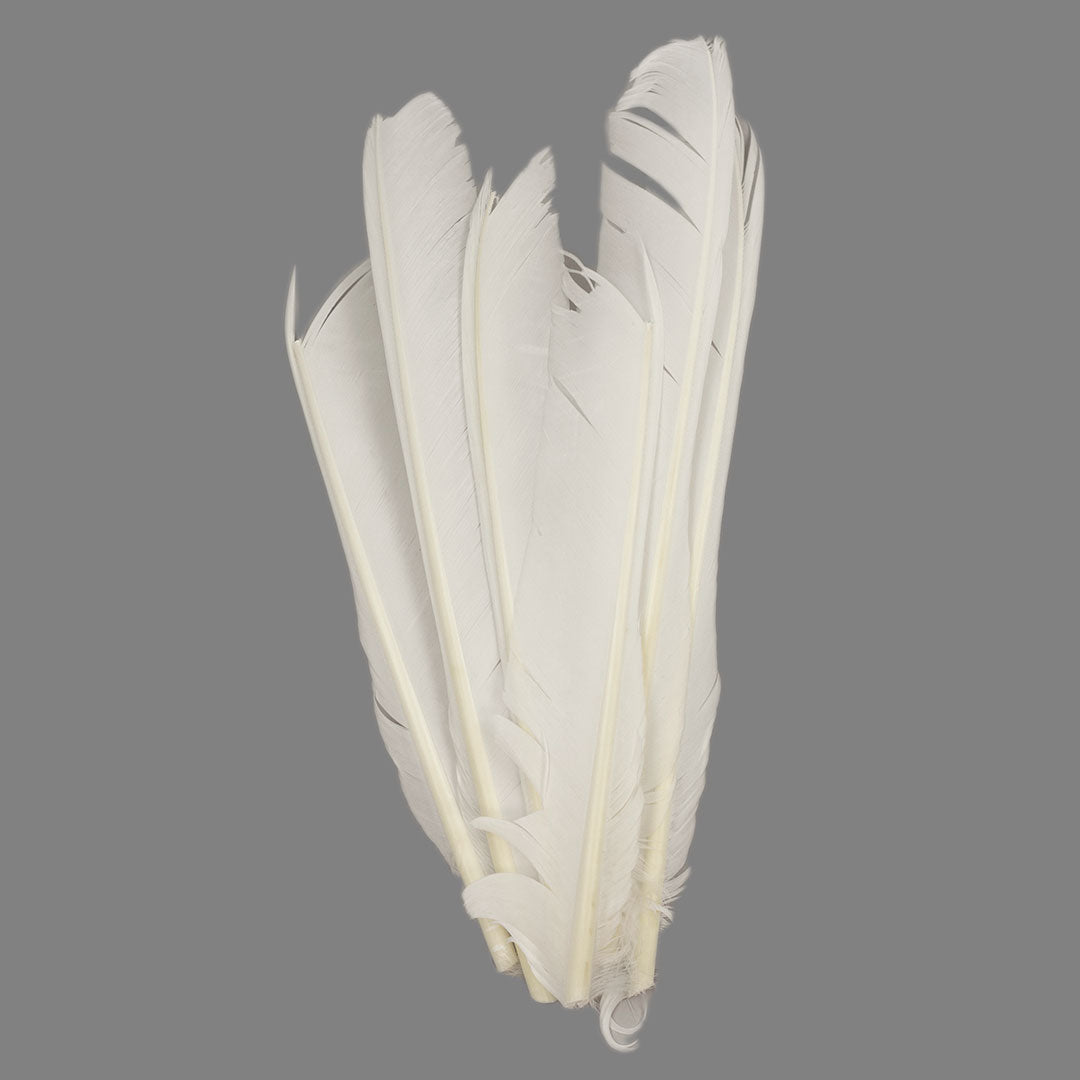 White Cut Turkey Pointer Feathers 8-12"