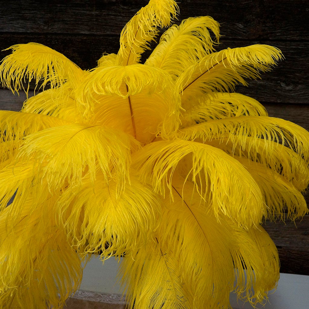 Large Ostrich Feathers - 17"+ Drabs - Yellow