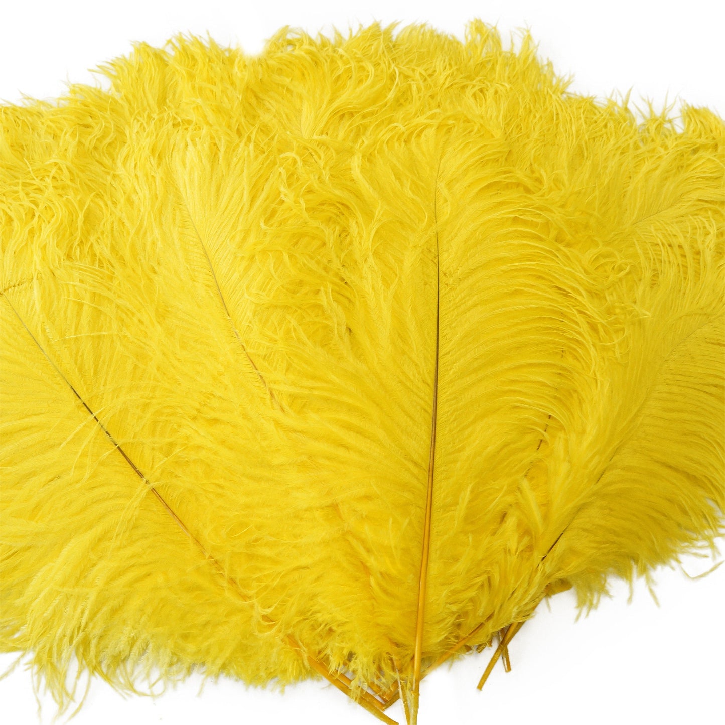 Large Ostrich Feathers - 17"+ Drabs - Yellow