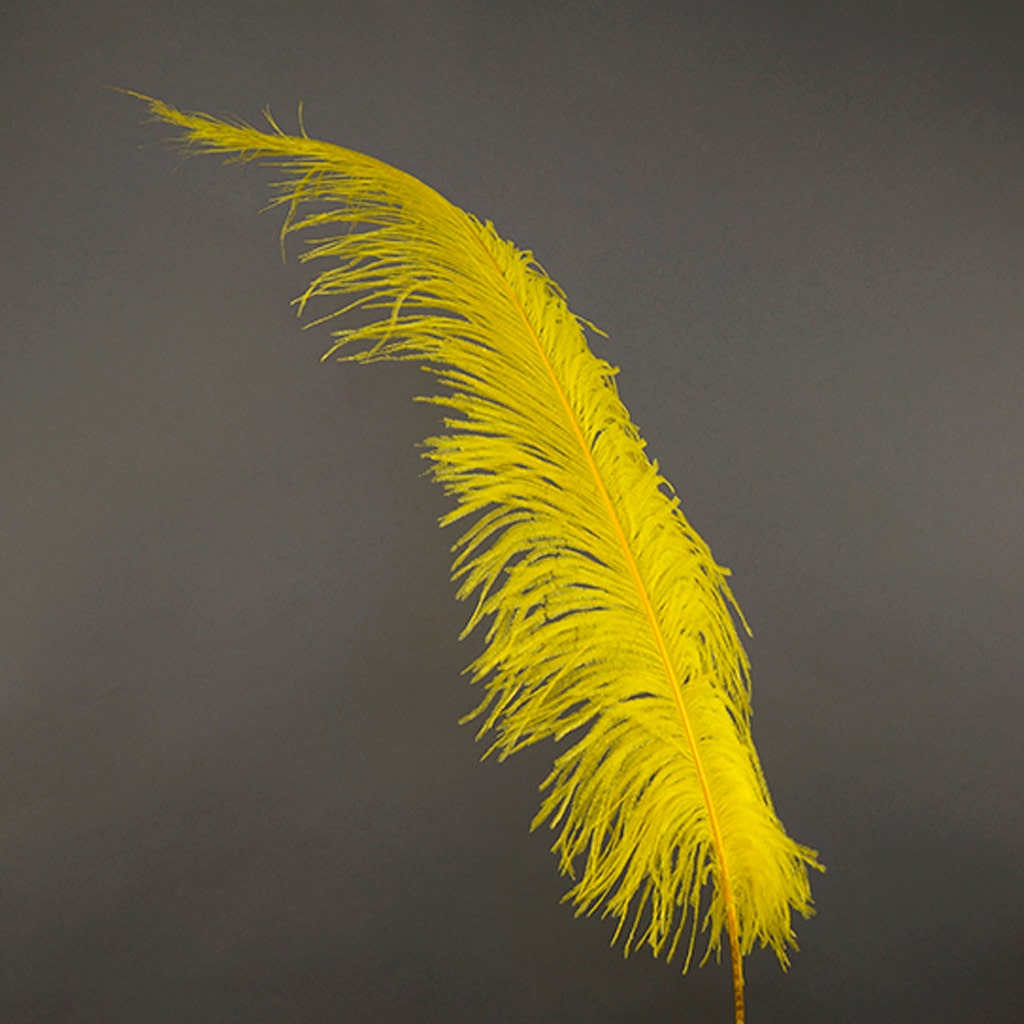 Large Ostrich Feathers - 18-24" Spads - Yellow
