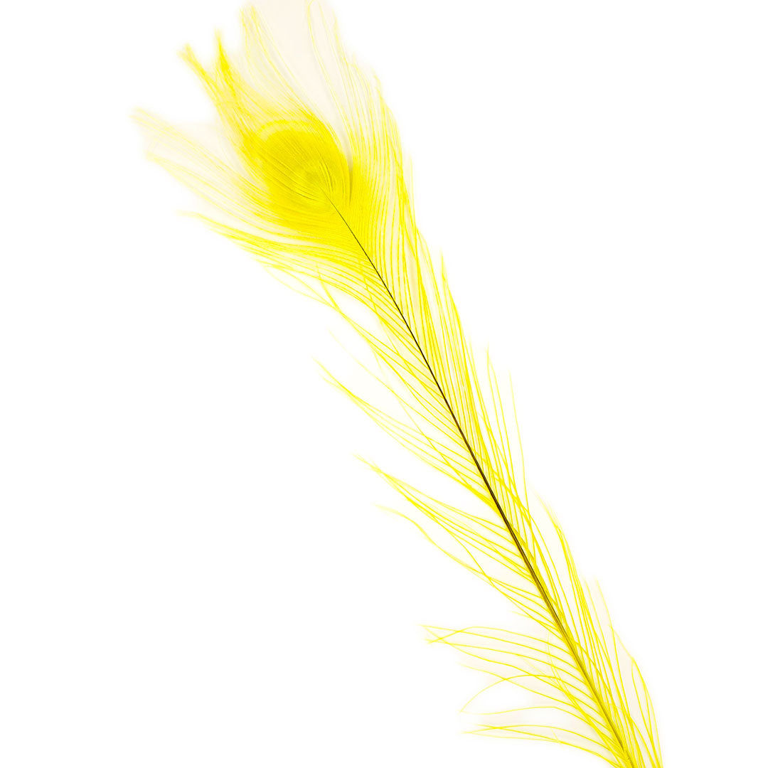 Peacock Feathers | 25-40" Tail Eyes | Fluorescent Yellow