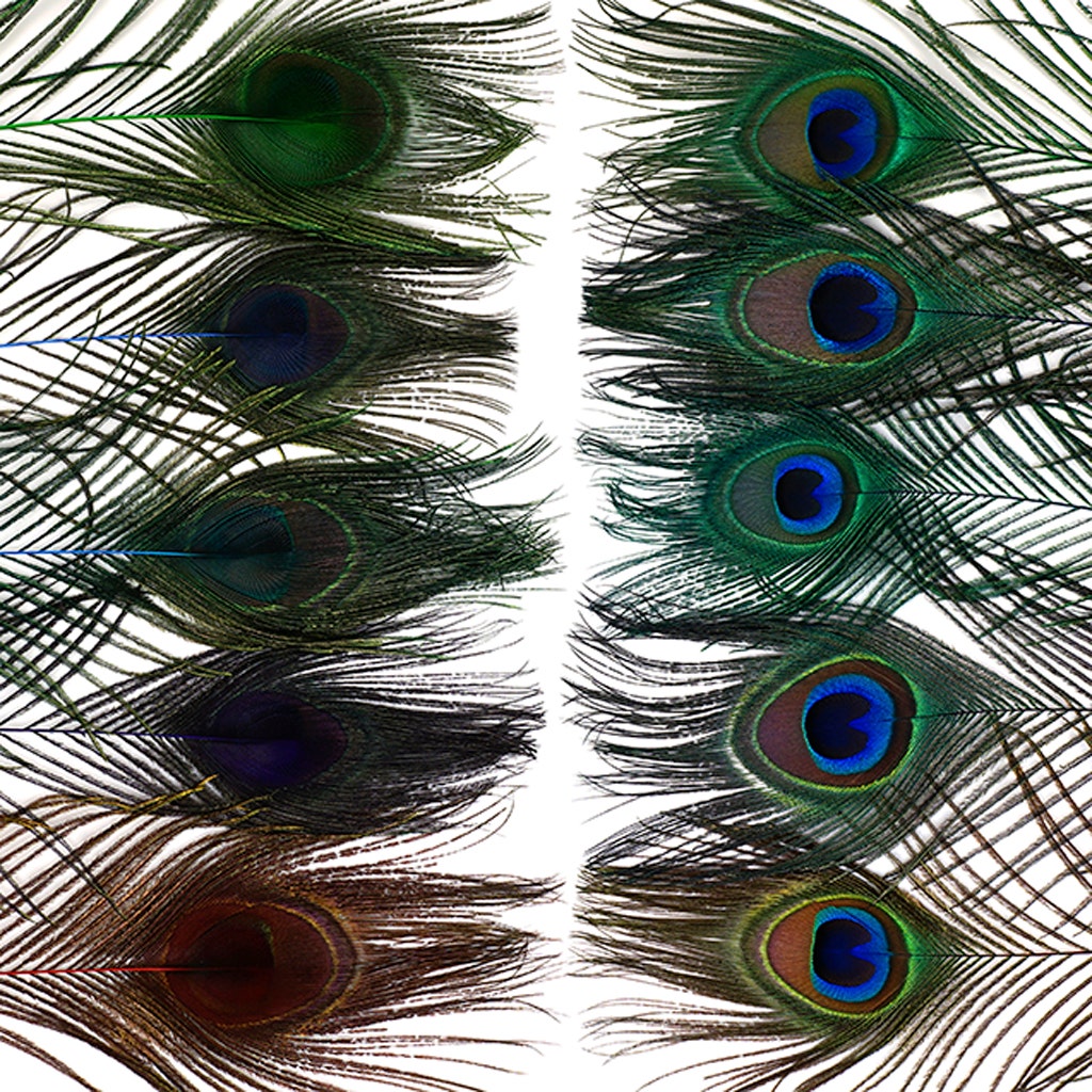 Peacock Tail Eyes Stem Dyed Mix - Jewel Mix