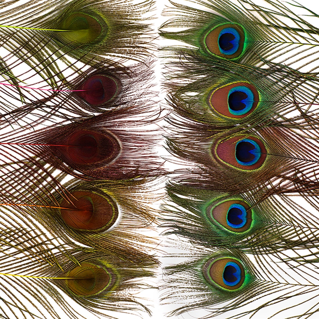 Peacock Tail Eyes Stem Dyed Mix - Neon Mix