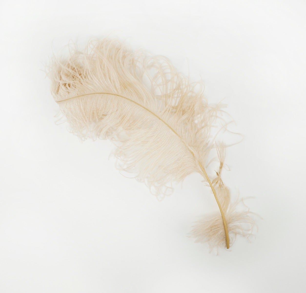 Ostrich Feathers-Damaged Femina - Beige