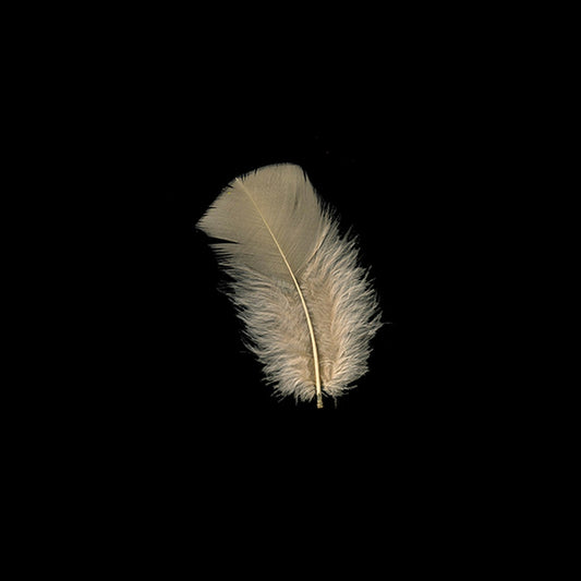 Loose Turkey Plumage Feathers - 1/4 lb - Beige
