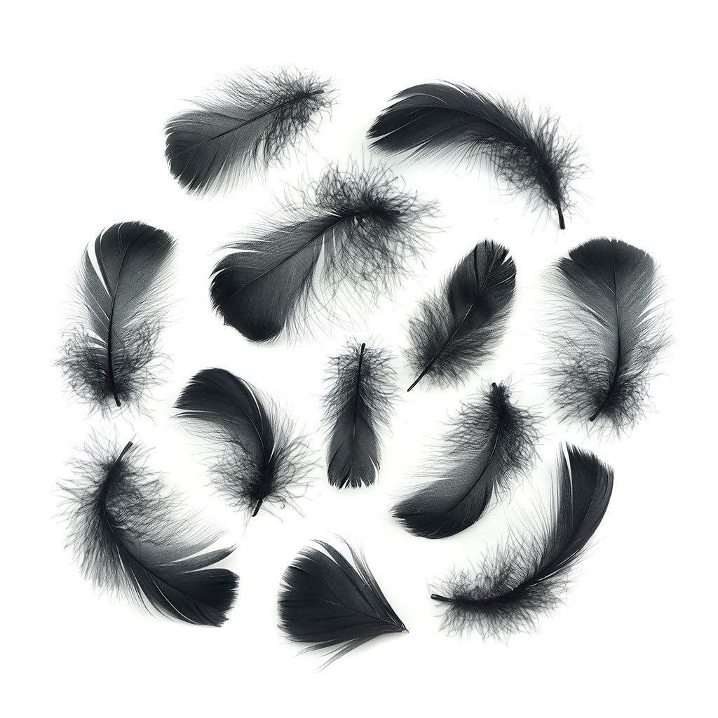 Bulk Goose Coquille Feathers Dyed - Black - 1/4 lb