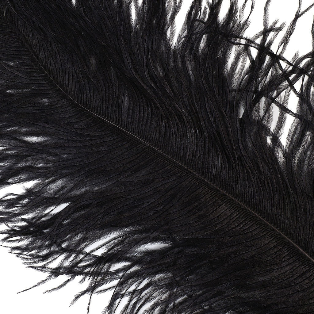Large Ostrich Feathers - 20-25" Prime Femina Plumes - Black